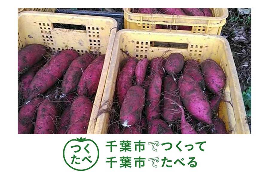 11月1日の楽天戦で配布される千葉市特産品のサツマイモ【写真：球団提供】
