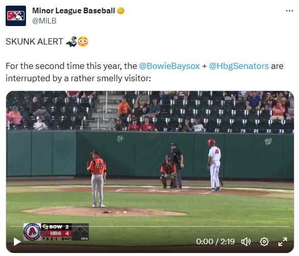 米マイナーリーグの試合に意外な動物が“乱入”（画像はマイナーリーグ公式Xより）