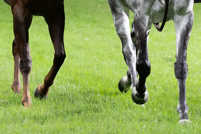 競馬レース中に珍事「これは実況のナイスプレー」 たった2頭で1分32秒繋いだ「プロの技術」に絶賛の嵐 | THE ANSWER