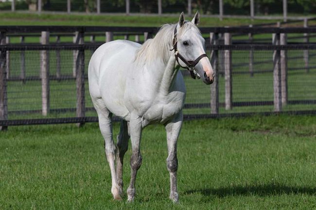 大人になったG1・6勝馬、海外メディアが再脚光浴びせた現役時代の