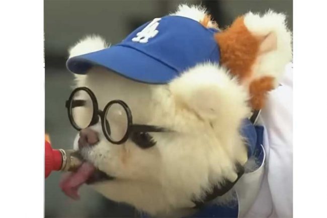 ドジャース大谷翔平ユニ着た「ワンコめっちゃ可愛い」 最新鋭球場に現れた子犬にファンメロメロ「ぬいぐるみかと」 | THE ANSWER