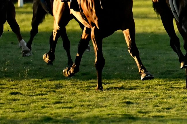 中央競馬で