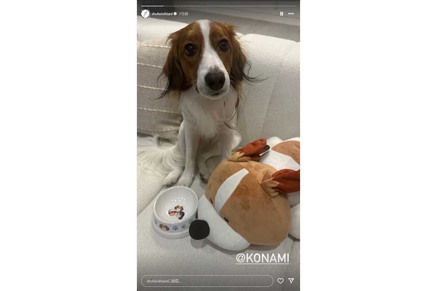 大谷翔平の愛犬デコピン（画像は大谷翔平のインスタグラムのスクリーンショットより）