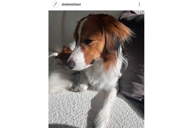 デコピン様 LAで留守番中、デコピン最新ショットを大谷が公開「イケメン度増した