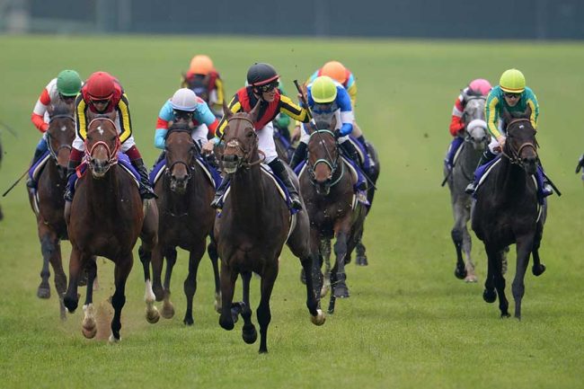 ドゥラメンテゼッケン 期間限定 ゼッケン販売