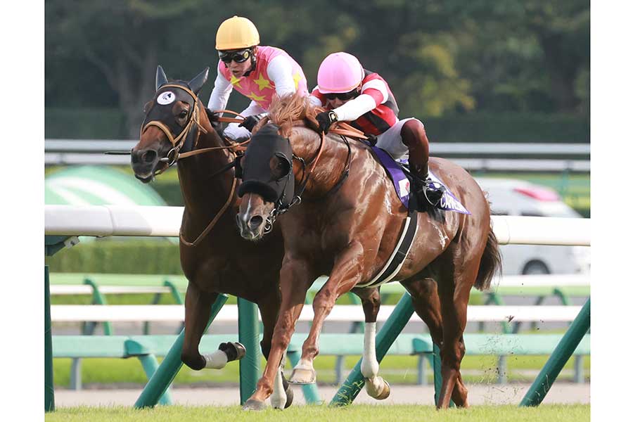 G1スプリンターズS、ゴール前で競り合うウインカーネリアン（手前）とジューンブレア【写真：産経新聞社】
