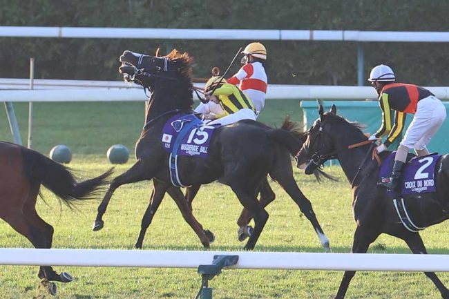 ジャパンC3着後に落馬のダノンデサイル 安田師が現状説明「骨や腱等に