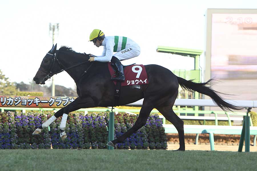 G2・アメリカジョッキークラブカップを制したショウヘイ【写真：産経新聞社】