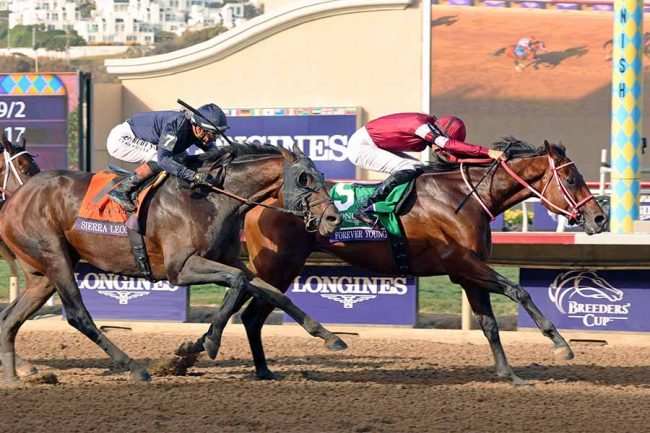 #フォーエバーヤング#ドバイ#競馬#サウジアラビア#世界一#最終値下げ 最強フォーエバーヤング、サウジ＆ドバイ連勝だと…総賞金はいくら？ 夢