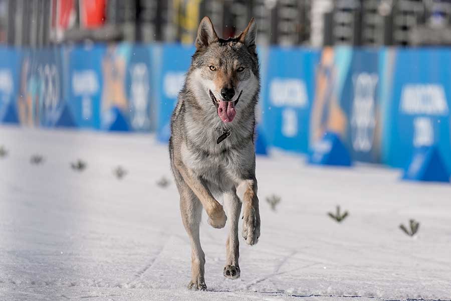 ロスカントリースキー女子団体スプリントフリー予選で乱入した犬【写真:NTB scanpix/アフロ】