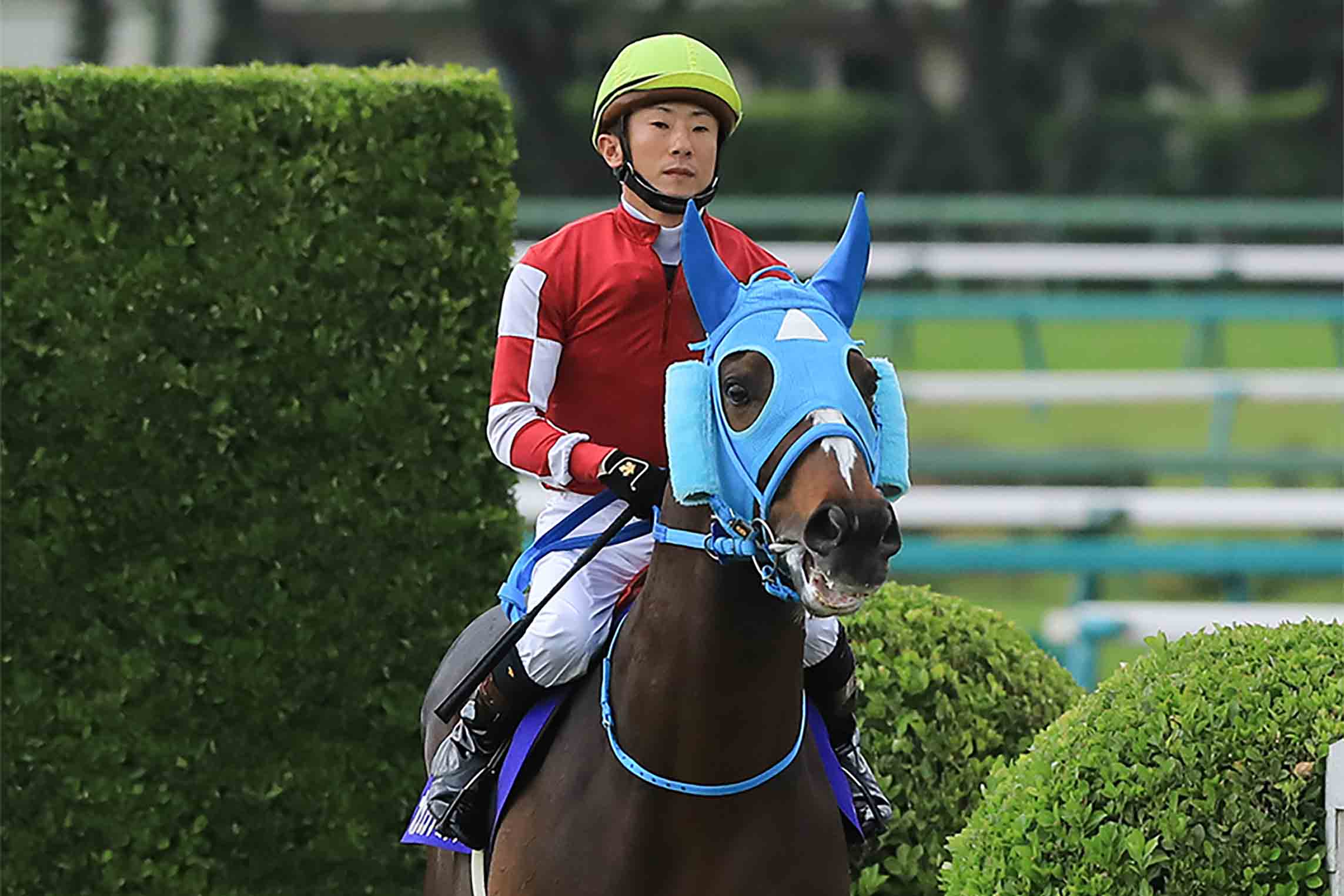 石神深一騎手とオジュウチョウサン【写真：伊藤 康夫/アフロ】