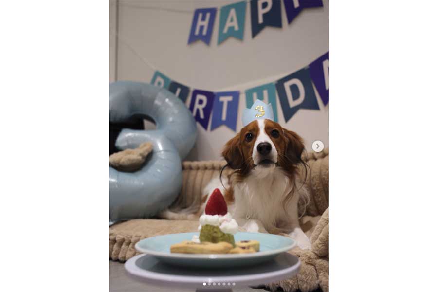 ドジャースの大谷翔平がインスタグラムで公開した愛犬デコピン（画像はインスタグラムのスクリーンショット）