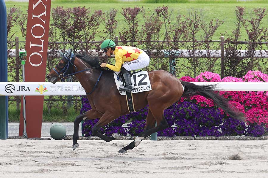 中央競馬で優勝したボクマダネムイヨ【写真:産経新聞社】