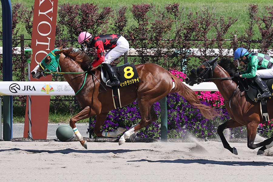 鳳雛ステークスで勝利したイッテラッシャイ【写真:産経新聞社】