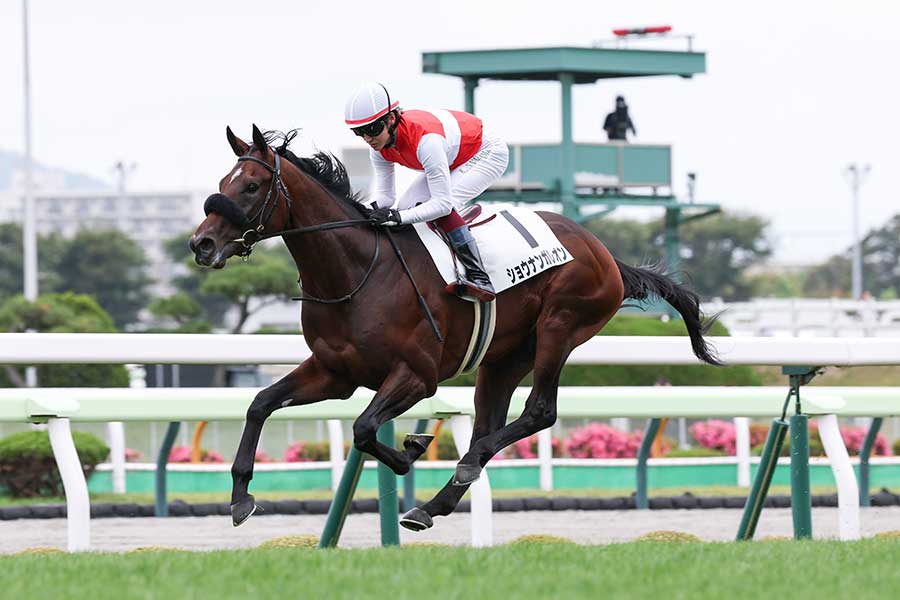 函館5R・2歳新馬を制したのはショウナンガレオン【写真：産経新聞社】